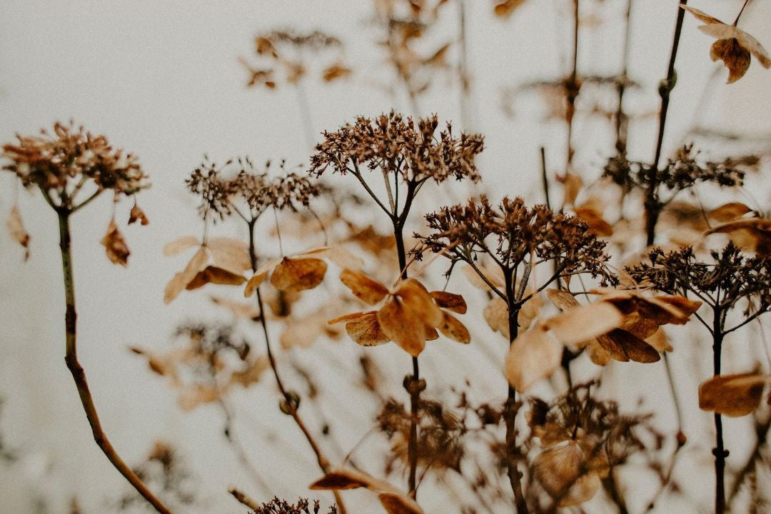 How Can Flowers Effect Your Mood & Emotional Health