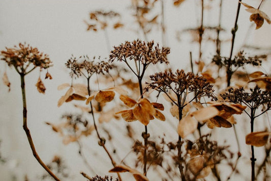 How Can Flowers Effect Your Mood & Emotional Health