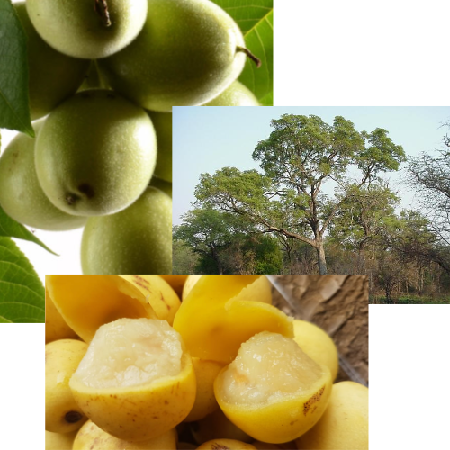 The Ultimate Guide to Marula Oil: Transform Your Skin with Nature's Most Powerful Beauty Secret